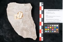 Foto (Objekt + Etikett) von Dictyopteris brongniarti Gutb. (NHMW-GEO-2024-0188-10782)